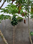 Papaya tree