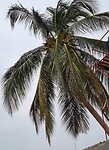 Coconut tree