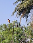 Birdwatching (boottocht door de Mangroven)