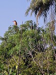 Birdwatching (boottocht door de Mangroven)