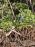 Birdwatching (boottocht door de Mangroven)