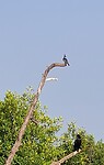 Birdwatching (boottocht door de Mangroven)