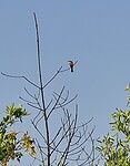 Birdwatching (boottocht door de Mangroven)