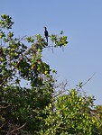 Birdwatching (boottocht door de Mangroven)