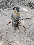 Monkey park