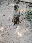 Monkey park