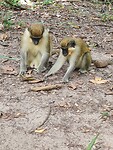 Monkey park