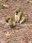 Monkey park