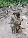 Monkey park