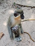 Monkey park
