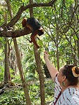 Monkey park