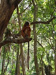 Monkey park