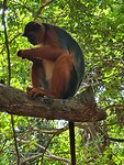 Monkey park