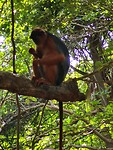 Monkey park