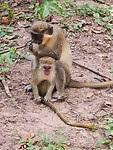 Monkey park