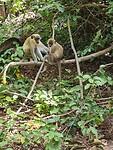 Monkey park
