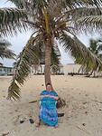 onder de palmboom