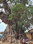 The big tree