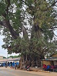 The big tree