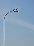 Aasgieren