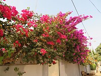 IMG_1820
