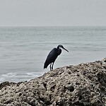 Zwarte reiger