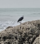 Zwarte reiger