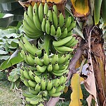 Bananen