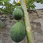 Papaya