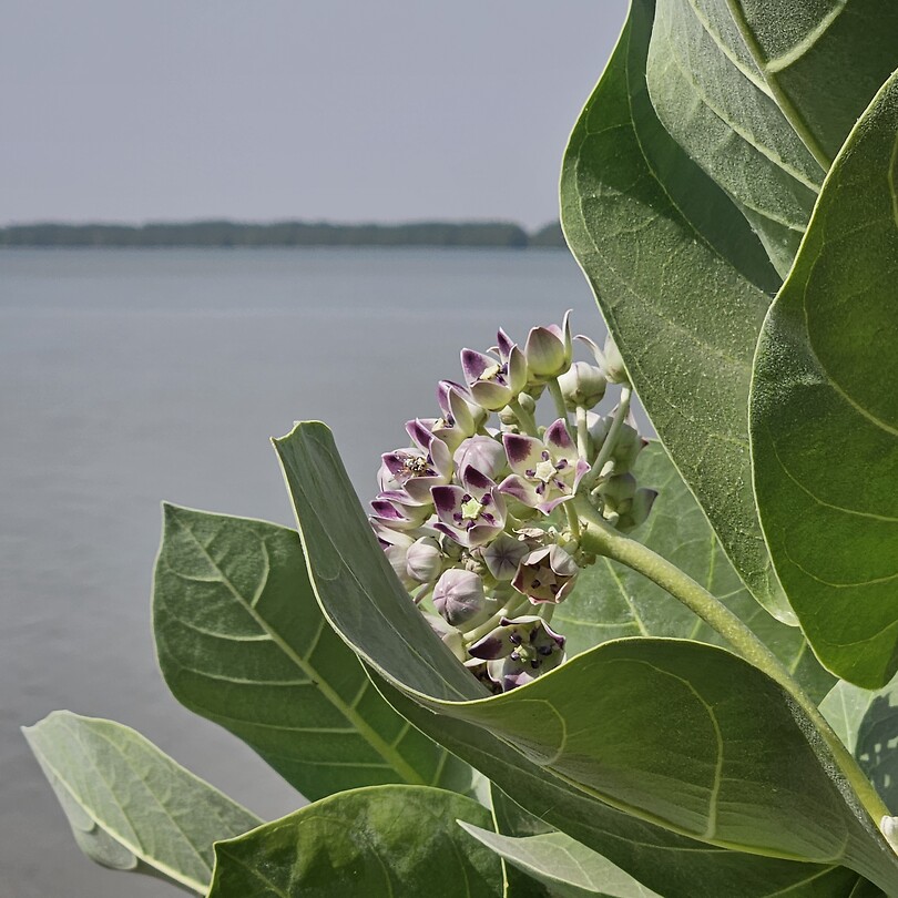 Tendaba bij de rivier