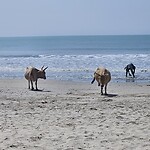 Koeien aan het strand
