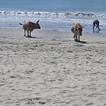 Koeien aan het strand