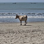 Koe aan het strand