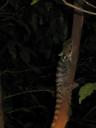 Dragon lizard