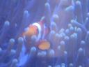 Nemo