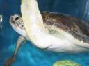 Zeeschildpad