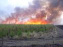 Cane fire