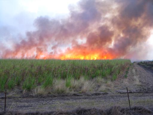 Cane fire