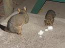 Possums