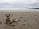 Kangeroo op het strand