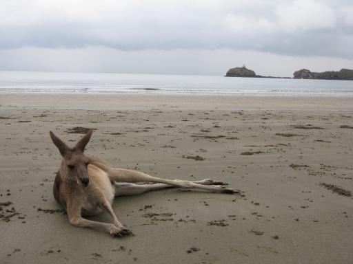 Kangeroo op het strand