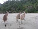 Roo's op het strand