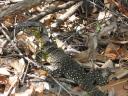 Lizard