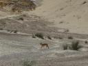 Dingo