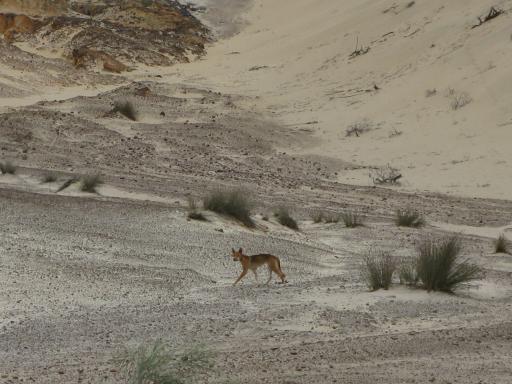 Dingo