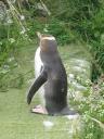 Yellow eyed penguin