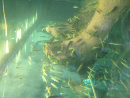 Dr Fish