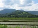 Rijstvelden op Lombok