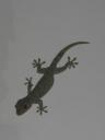 Gekko