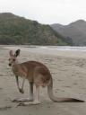 Kangoeroe